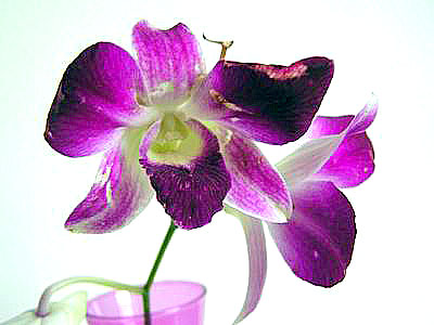 Orchidee